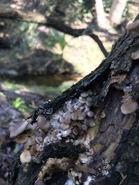 Pleurotus ostreatus image