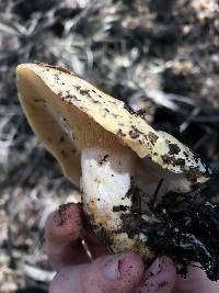 Lactarius alnicola image