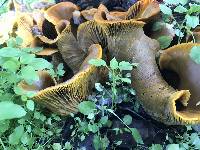 Omphalotus olivascens image