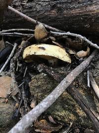 Lactarius alnicola image