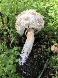 Chlorophyllum brunneum image