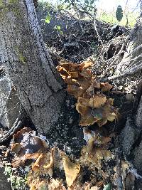 Omphalotus olivascens image