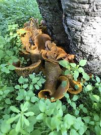 Omphalotus olivascens image