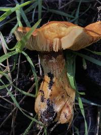 Gymnopilus ventricosus image