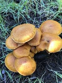 Gymnopilus ventricosus image