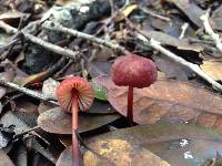 Marasmius plicatulus image