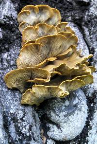 Omphalotus olivascens image