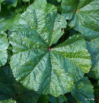 Puccinia malvacearum image