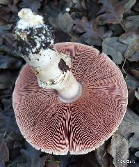 Agaricus californicus image