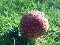 Amanita muscaria image