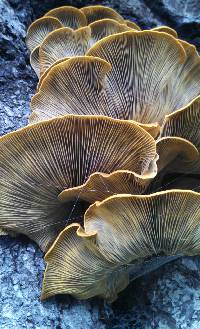 Omphalotus olivascens image