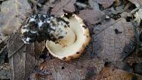 Tricholoma dryophilum image