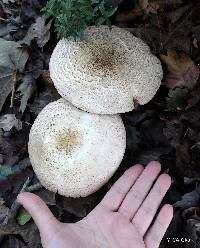 Agaricus californicus image