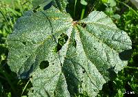 Puccinia malvacearum image