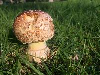 Amanita muscaria image