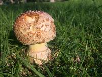 Amanita muscaria image