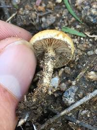 Agrocybe pediades image