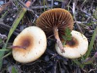 Agrocybe pediades image