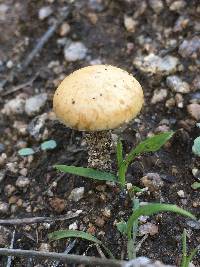 Agrocybe pediades image