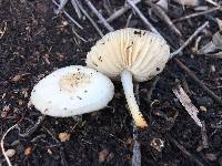 Marasmius albogriseus image