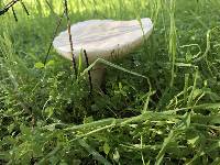 Leucoagaricus leucothites image