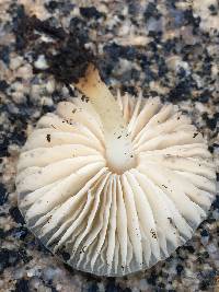 Marasmius albogriseus image