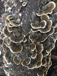 Trametes versicolor image