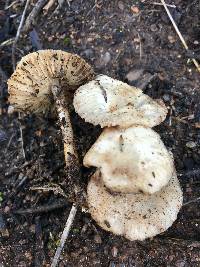 Marasmius albogriseus image