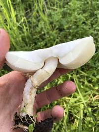 Leucoagaricus leucothites image