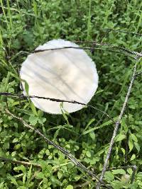 Leucoagaricus leucothites image