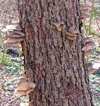 Pleurotus ostreatus image