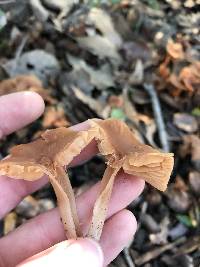 Tubaria furfuracea image