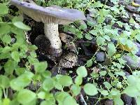 Entoloma ferruginans image