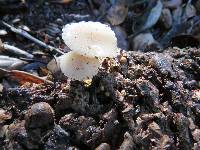 Marasmius albogriseus image