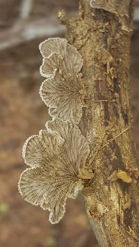 Schizophyllum commune image