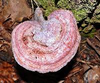 Ganoderma curtisii image