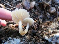 Marasmius albogriseus image