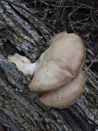 Pleurotus ostreatus image