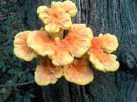 Laetiporus sulphureus image