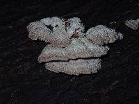 Schizophyllum commune image