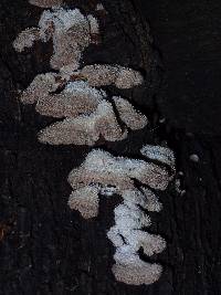 Schizophyllum commune image