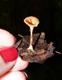 Clitocybe gibba image