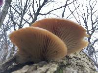 Pleurotus ostreatus image