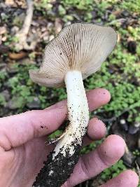 Entoloma ferruginans image