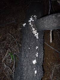 Schizophyllum commune image