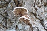 Schizophyllum commune image