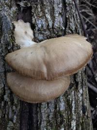 Pleurotus ostreatus image