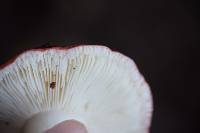 Russula californiensis image