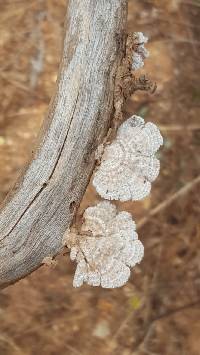 Schizophyllum commune image