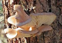 Pleurotus ostreatus image